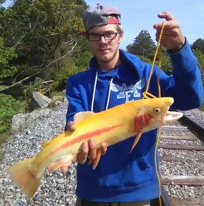 Meet your Posher, Justin